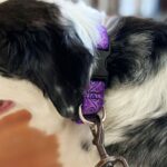 How to Stop a Collie from Pulling