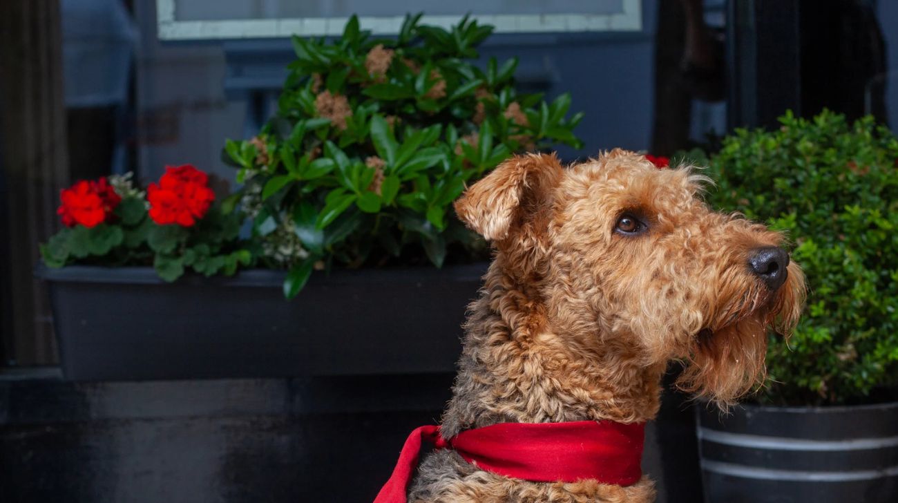 What Size Collar for an Airedale Puppy