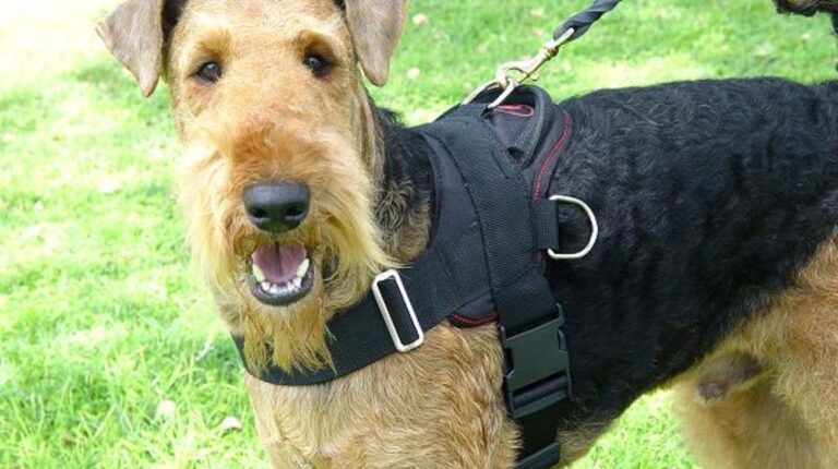 Are Airedales Good Off Leash