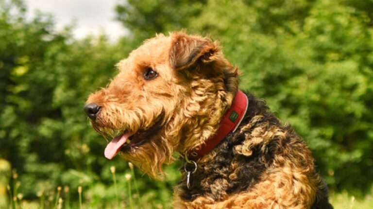 Best Dog Collars for Airedale Terrier