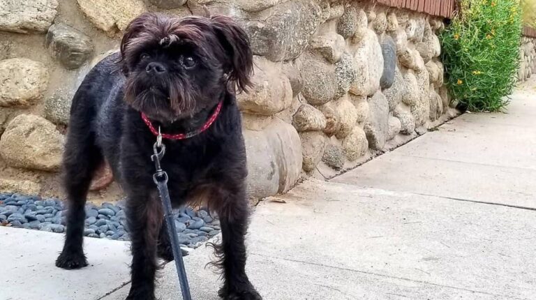 What Size Collar for an Affenpinscher