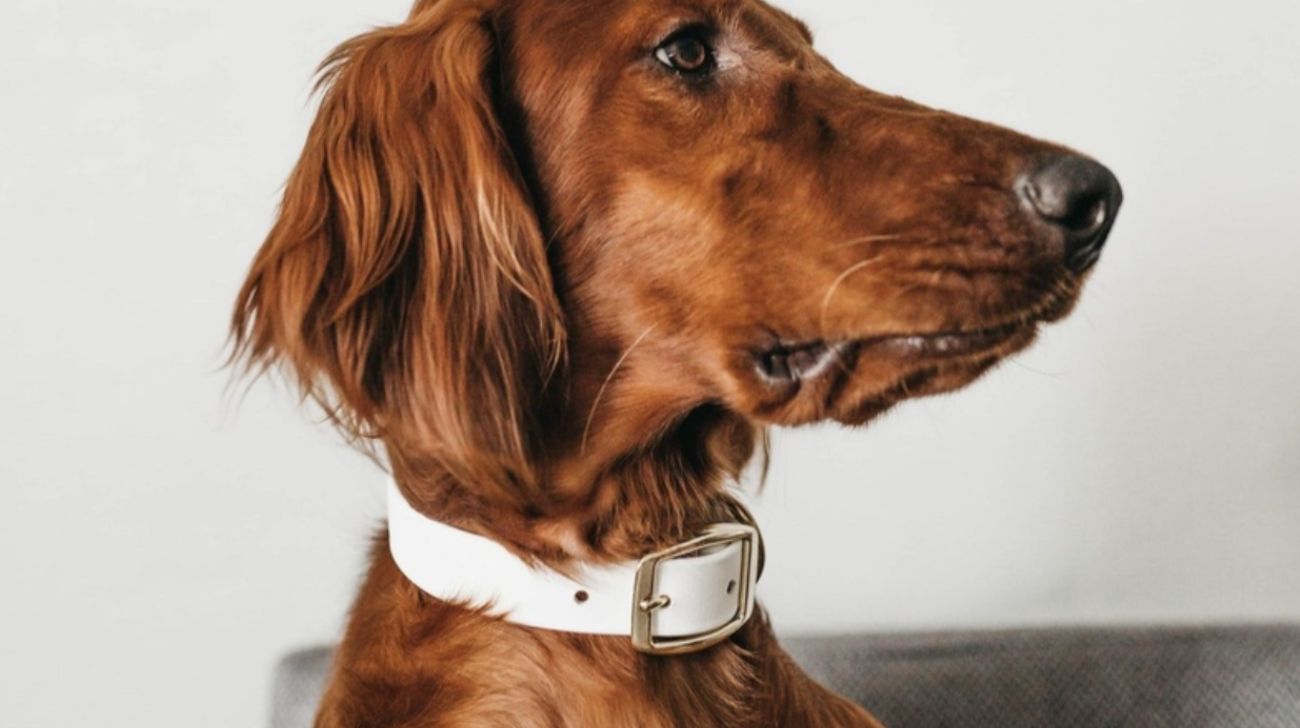 Are Collars Bad for a Dog's Neck and Fur