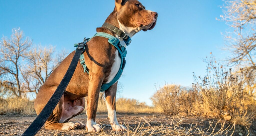 What Are Dog Harnesses