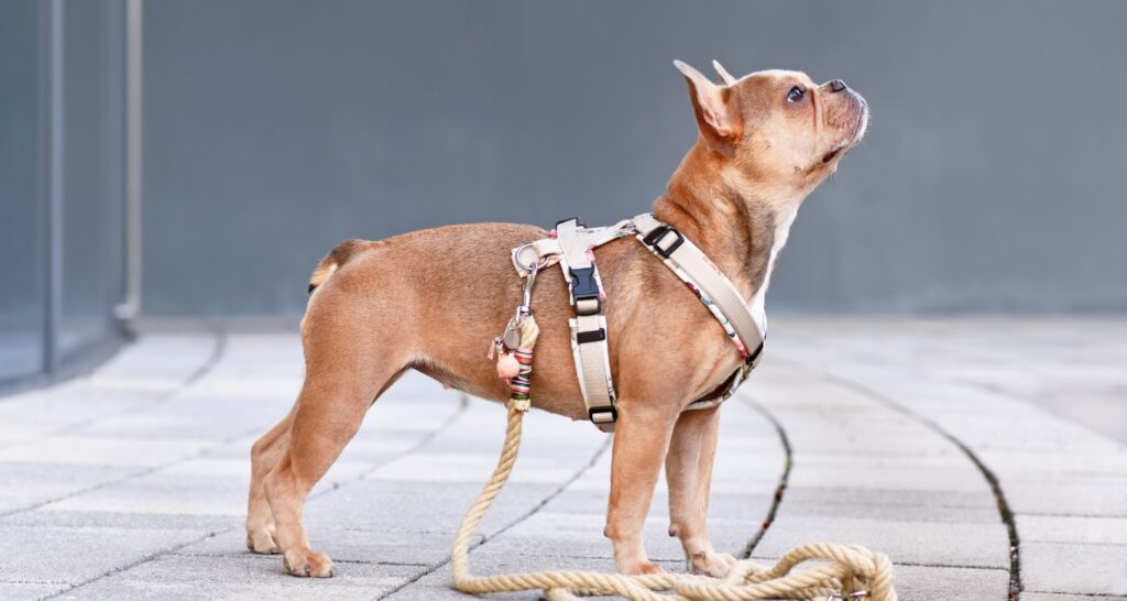 Which Dogs Should Use a Harness