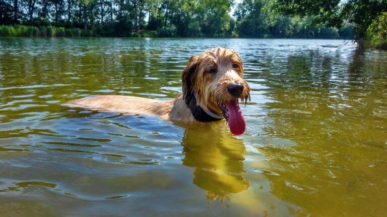 best dog collars for swimming