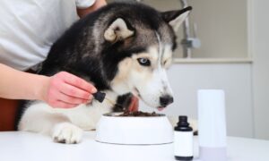 dog health and food guides