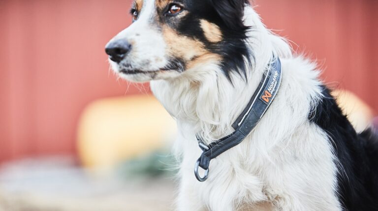 What Size Collar for Australian Shepherd