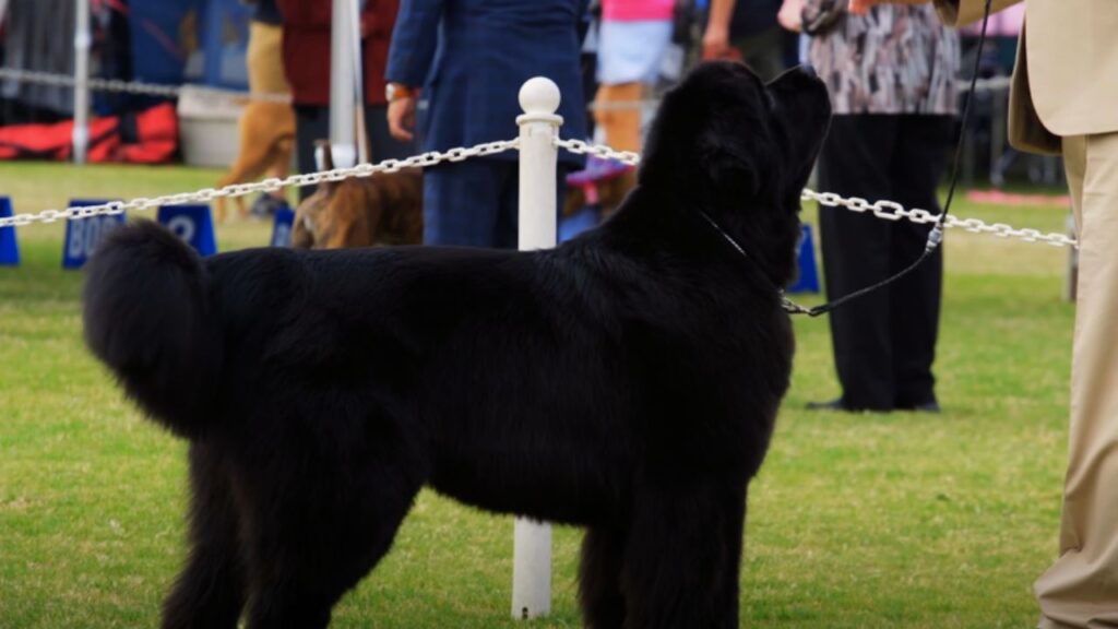 Types of Collars Suitable for Newfoundland Dogs