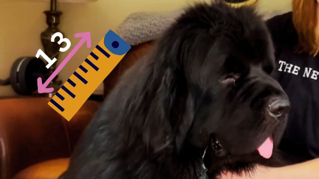 Measuring Your Newfoundland’s Neck