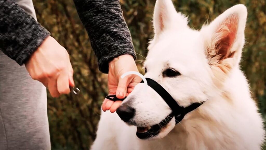 Head Collars