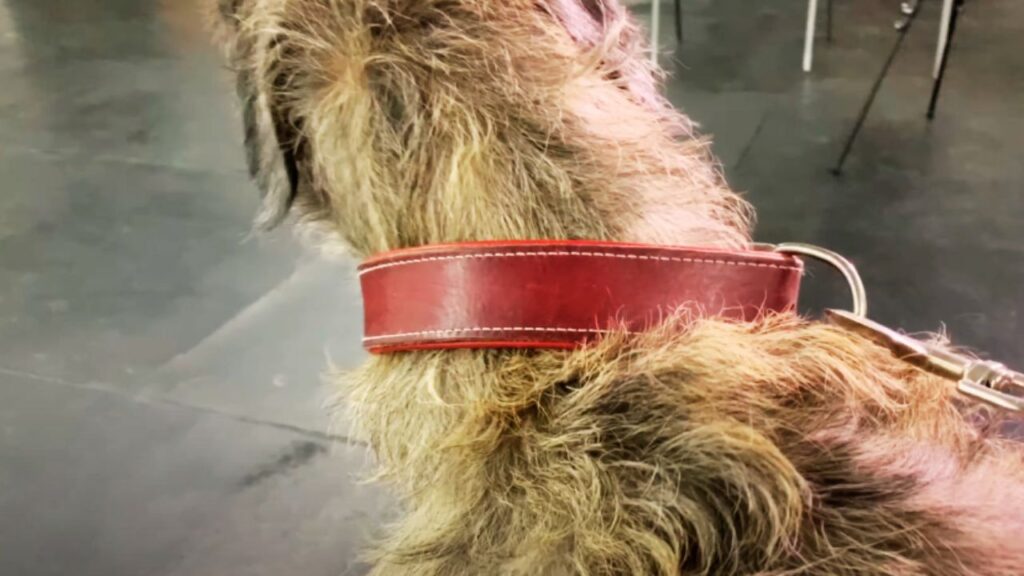 How to Ensure the Collar Fits a Newfoundland Properly?