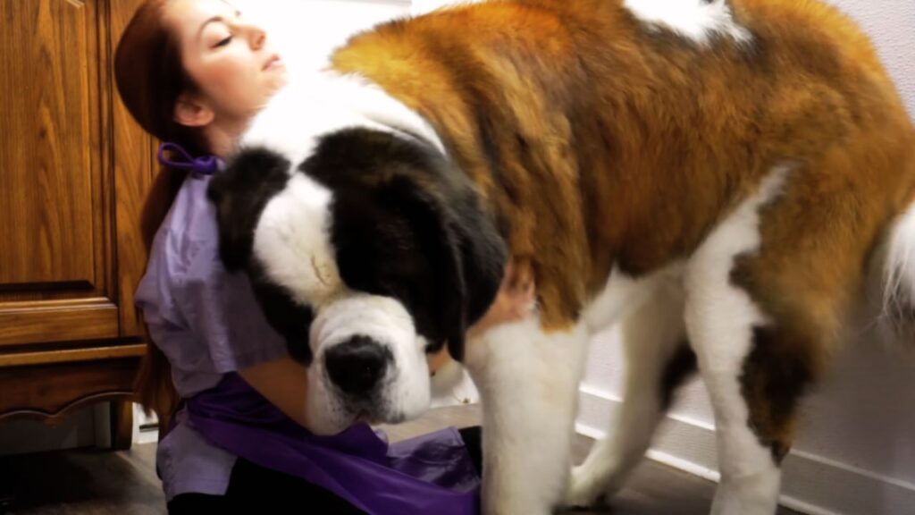 Understanding the Size of a St. Bernard