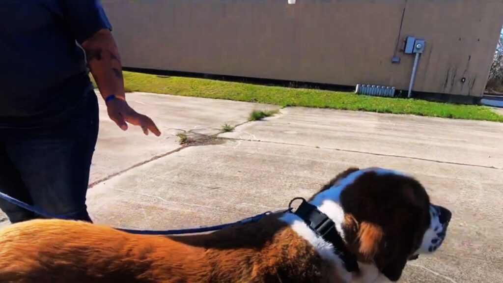 Best Collar Types for St. Bernards