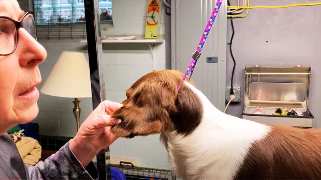 Brittany Spaniels