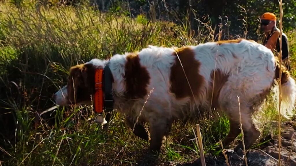 What Size Collar for a Brittany?