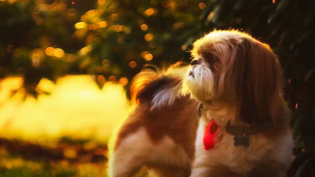 Why Does the Right Collar Size Matter for Shih Tzus?