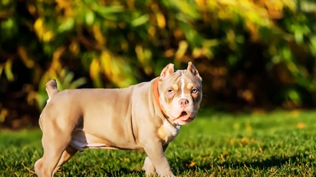 Why Your American Bully Needs the Right Collar