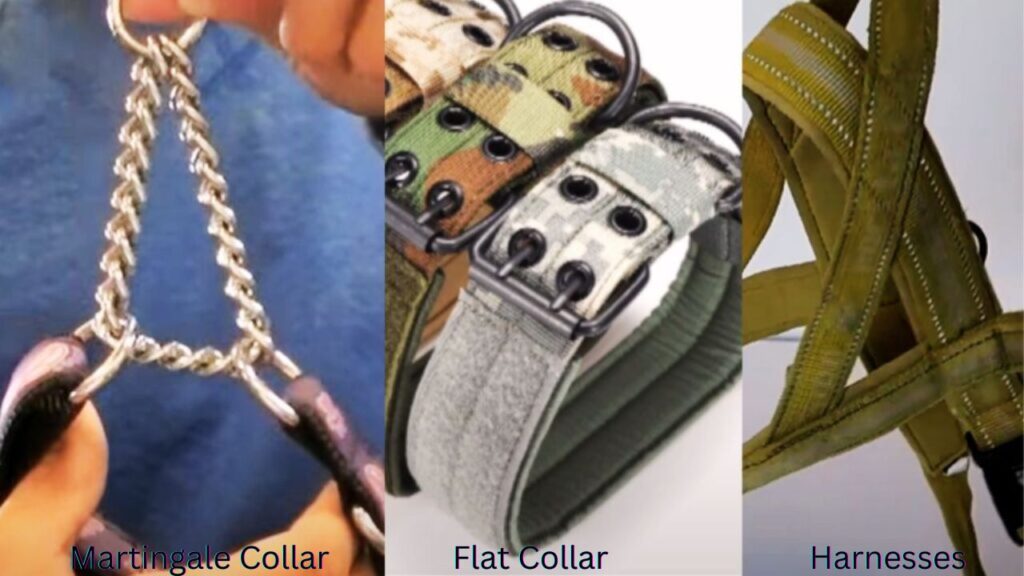 Choosing the Right Collar Type