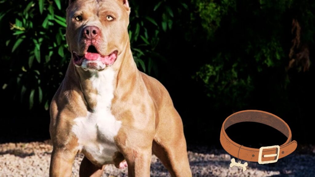 Fully Mature American Bully (2+ Years)