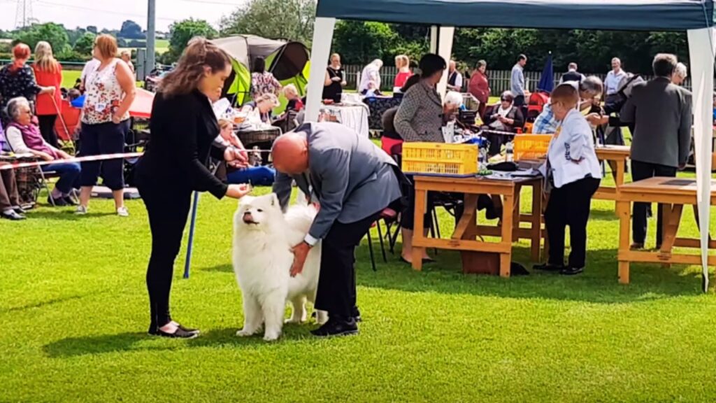 Fully Mature Samoyed (2+ Years)