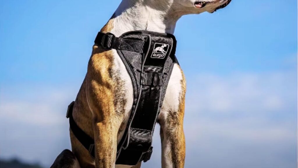 Harnesses: A Safer Option for Walks