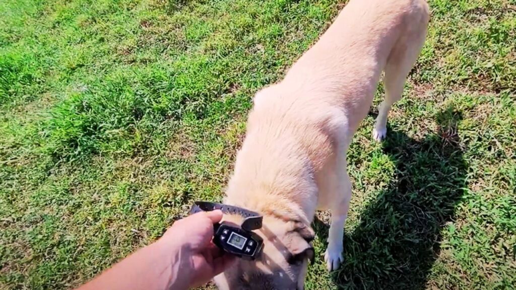 Common Collar Sizes for Anatolian Shepherds