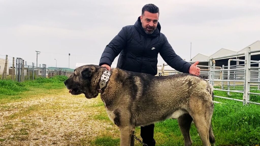 Collar Types Suitable for Anatolian Shepherds