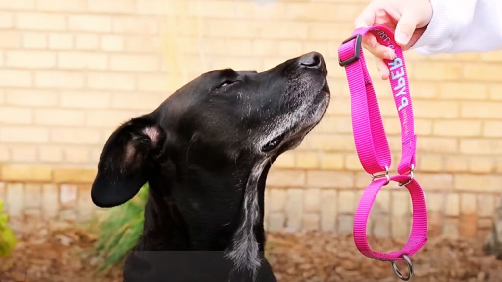 Martingale Collar