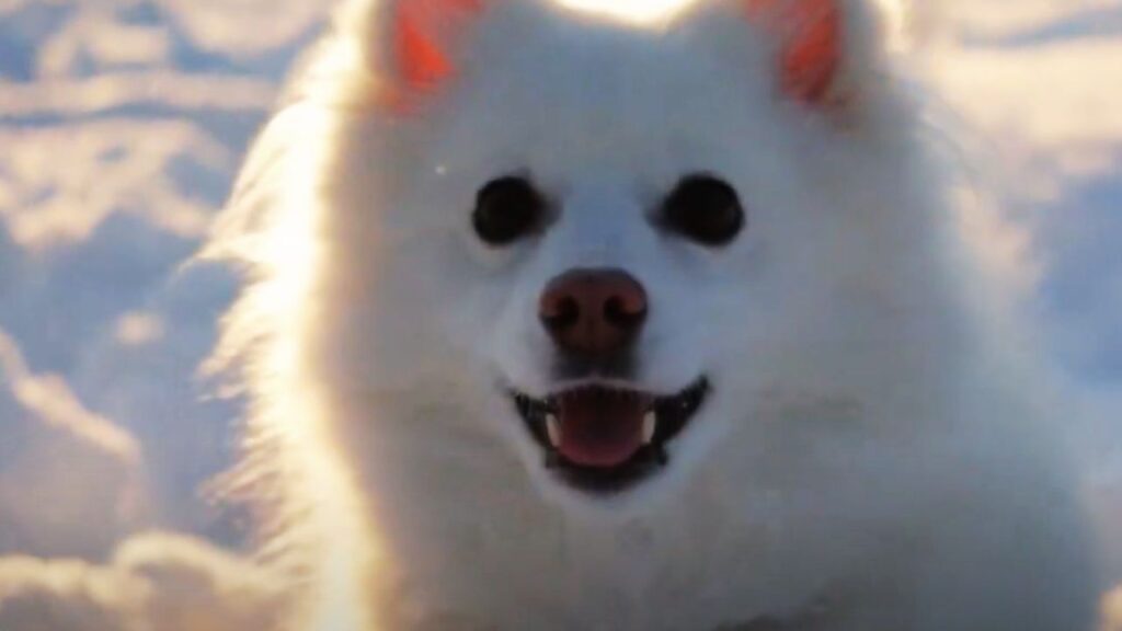 Overview of the American Eskimo Dog