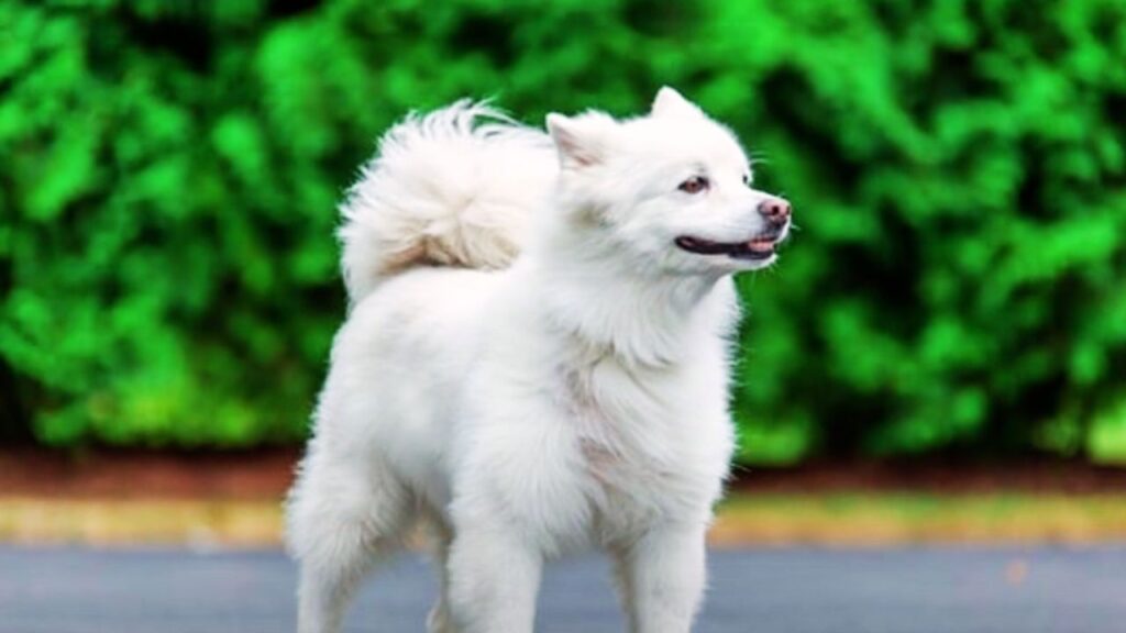 Is American Eskimo a Guard Dog?