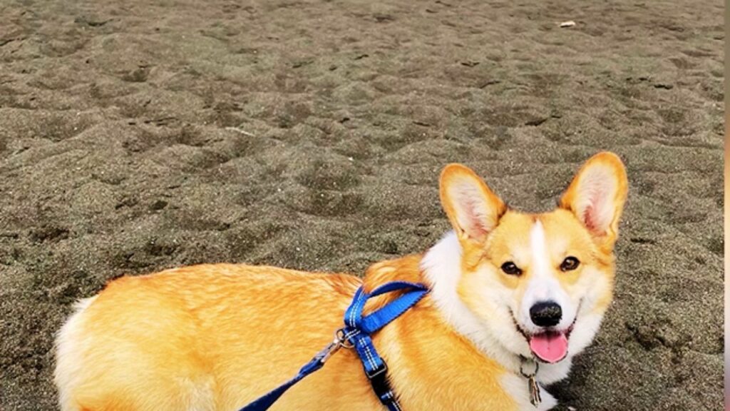 What Size Collar for a Pembroke Welsh Corgi?