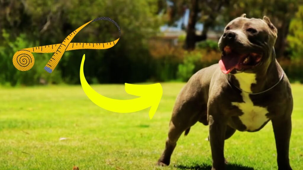 How to Measure Your American Bully for a Collar