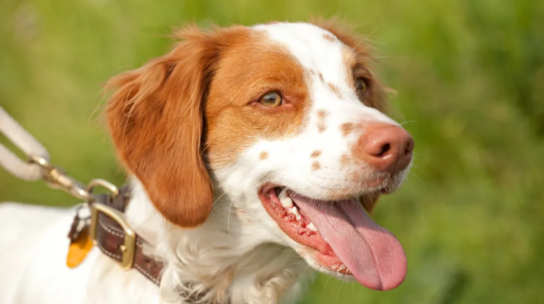 What Size Collar for a Brittany