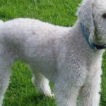 How to Put Collars on Bedlington Terrier?