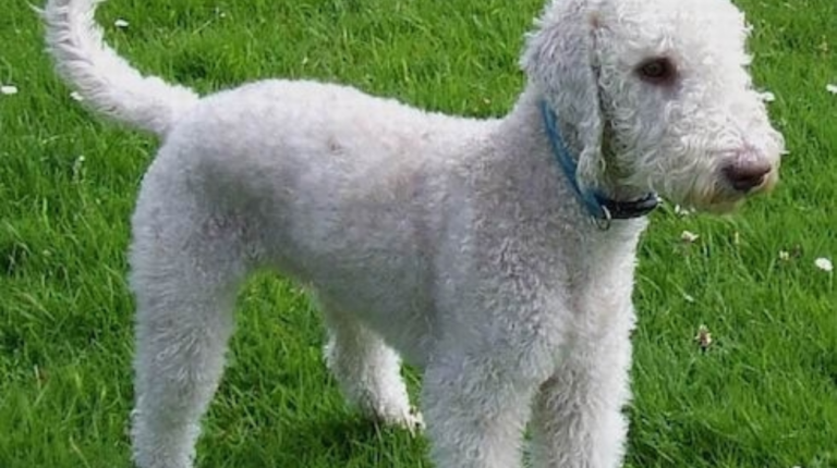 How to Put Collars on Bedlington Terrier?