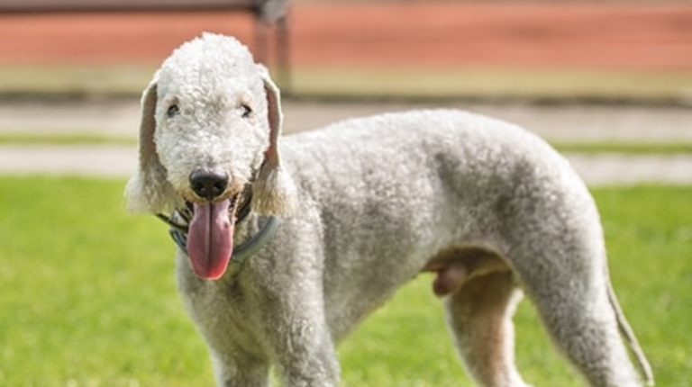 What Size Collar is Best for Bedlington Terrier