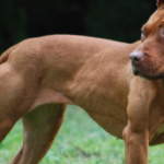 Best Collars for American Pit Bull Terrier