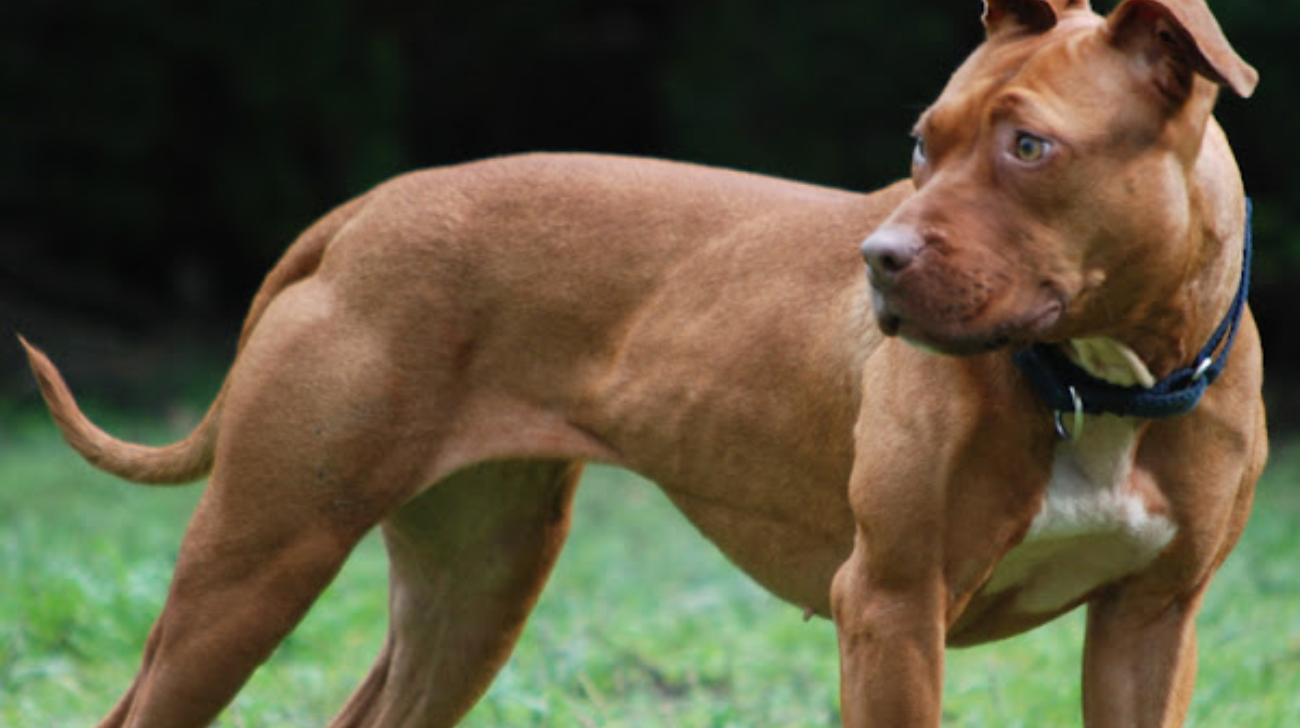 Best Collars for American Pit Bull Terrier