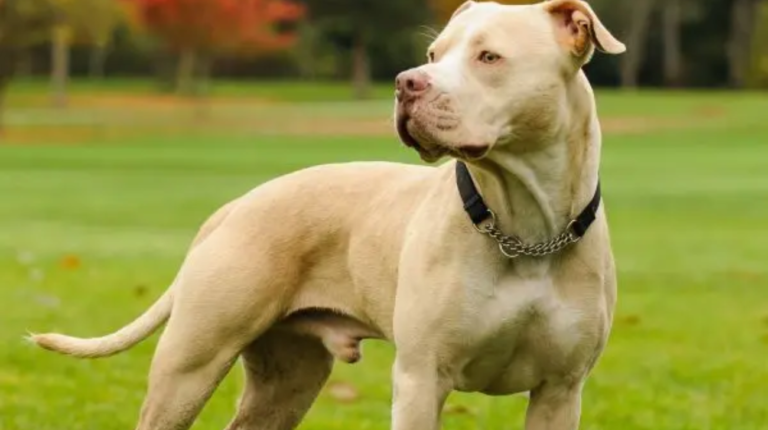 What Size Collar is Best for an American Pit Bull Terrier?