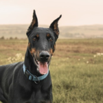 Best Collars for Dobermann