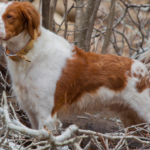 Best Dog Collars for Brittany Spaniel