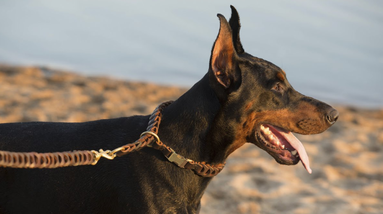 How to Put Collars on Dobermanns