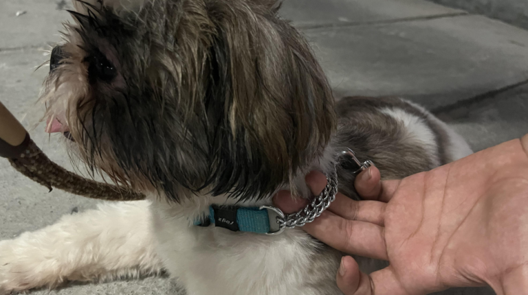 Best Dog Collars for Shih Tzu: 7 Secure Picks