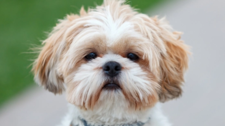 What Size Collar to Buy for Shih Tzu | 7 Sizes to Choose!