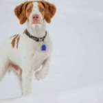 What Is the Difference Between a Brittany Spaniel and a Springer Spaniel