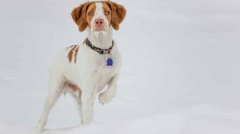 What Is the Difference Between a Brittany Spaniel and a Springer Spaniel