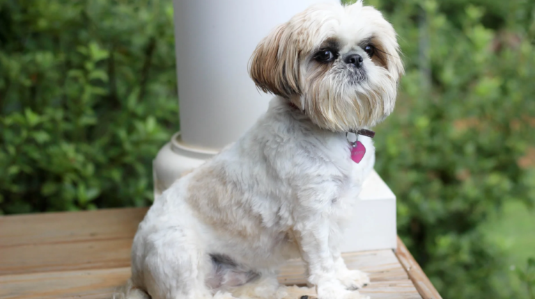 How to Wear Collars on Shih Tzus: A Complete Guide