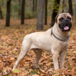 Are Collars Better Option for Bullmastiffs