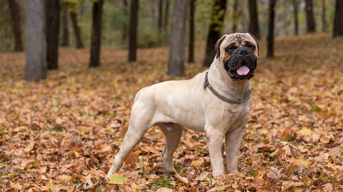 Are Collars Better Option for Bullmastiffs