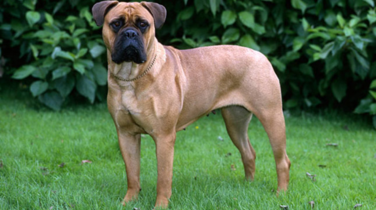 What Size Collar for Bullmastiff